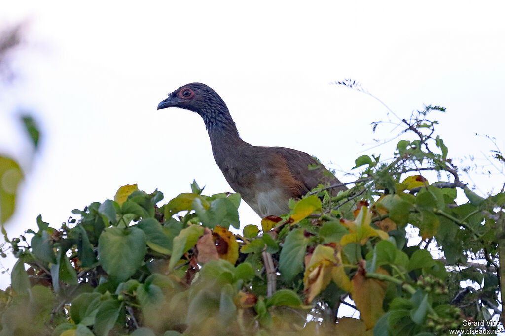 Ortalide de Wagleradulte