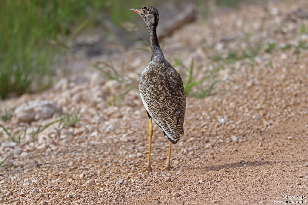 Outarde à miroir blanc
