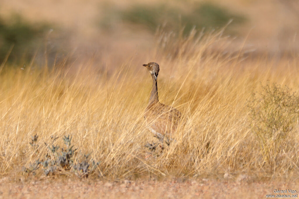 Outarde de Rüppell femelle adulte