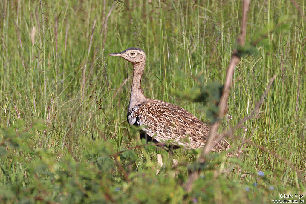 Outarde houppetteadulte
