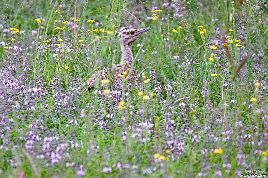 Outarde houppettePoussin