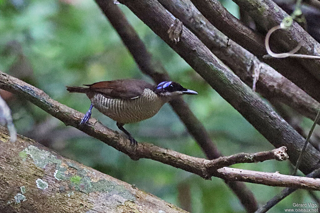 Wilson's Bird-of-paradise female adult