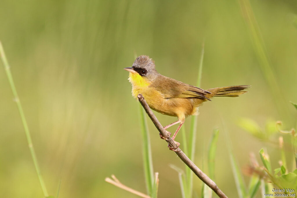 Paruline à calotte griseadulte