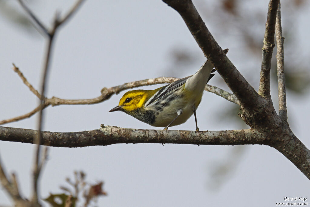 Paruline à gorge noire mâle adulte