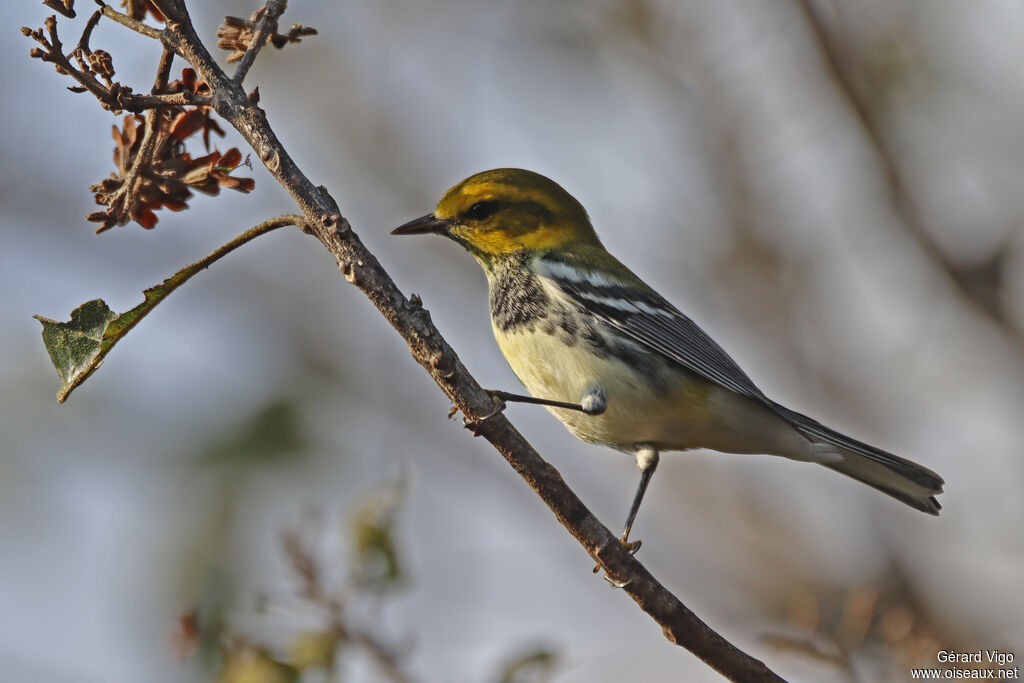 Paruline à gorge noire mâle adulte