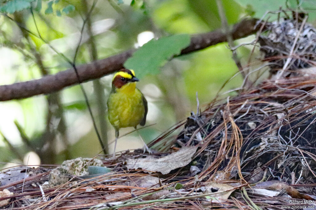 Golden-browed Warbler