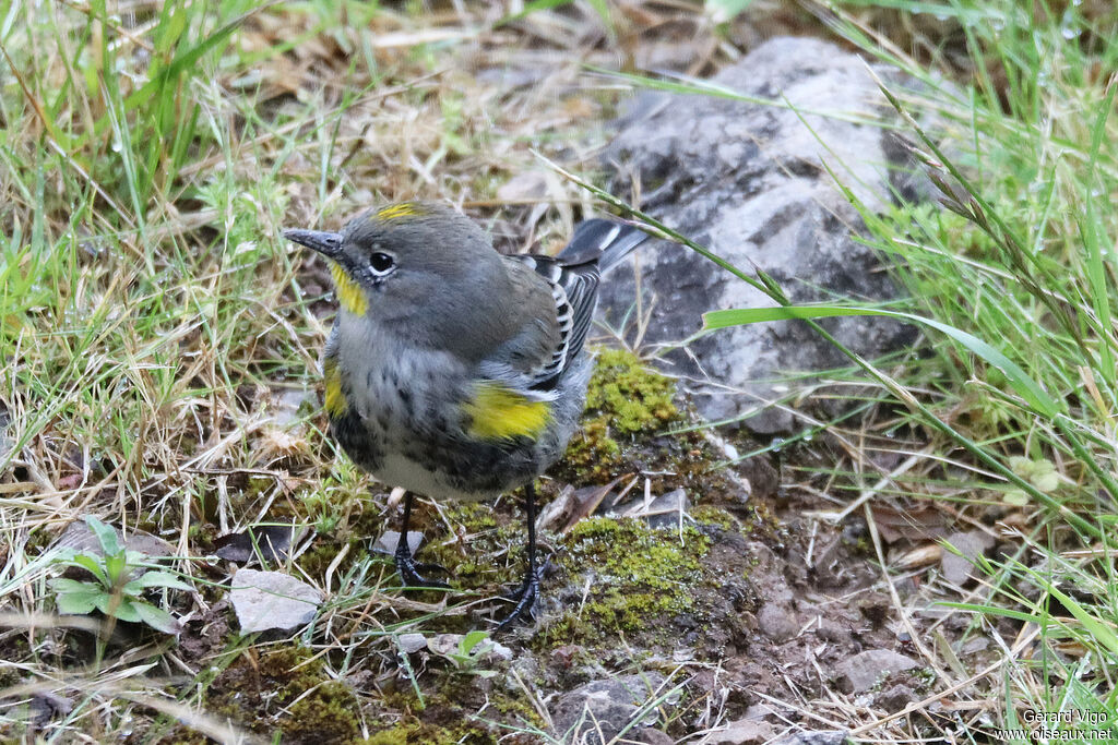 Paruline d'Audubon femelle adulte