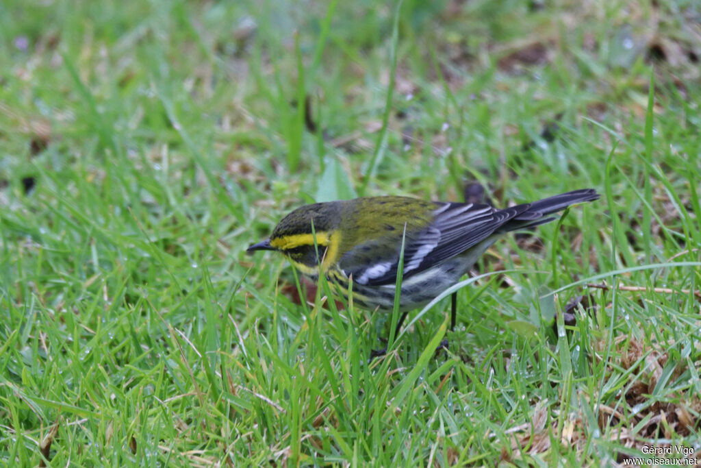 Paruline de Townsendadulte