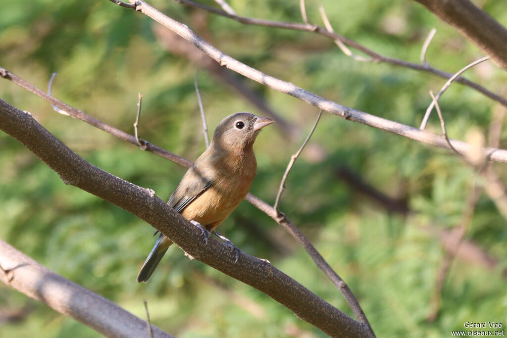 Passerin à ventre rose femelle adulte