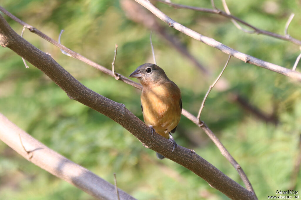 Passerin à ventre rose femelle adulte