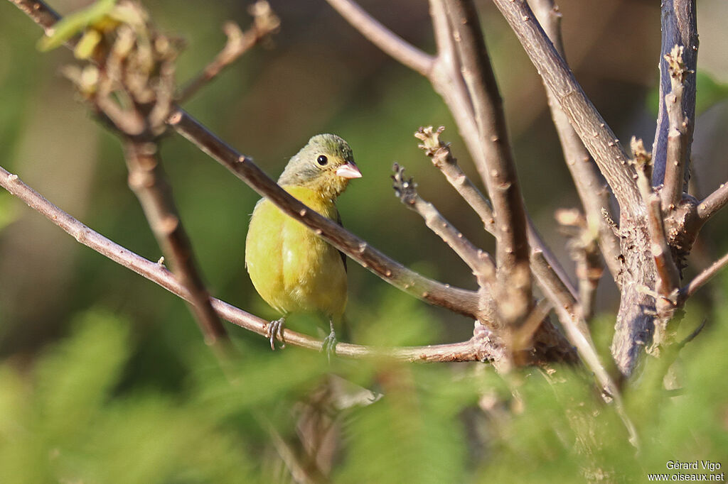 Passerin arc-en-ciel femelle adulte