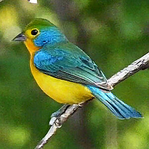 Passerin arc-en-ciel