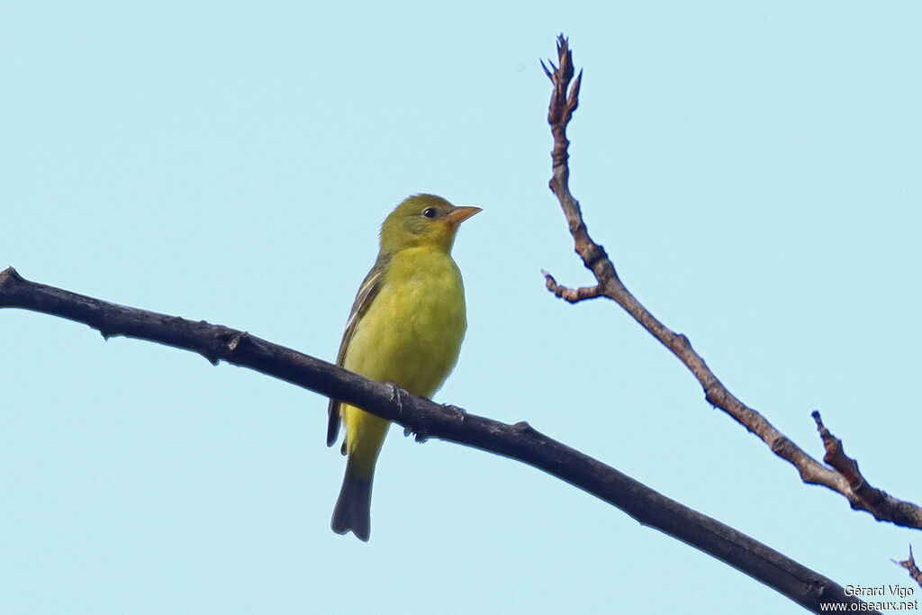 Passerin arc-en-ciel