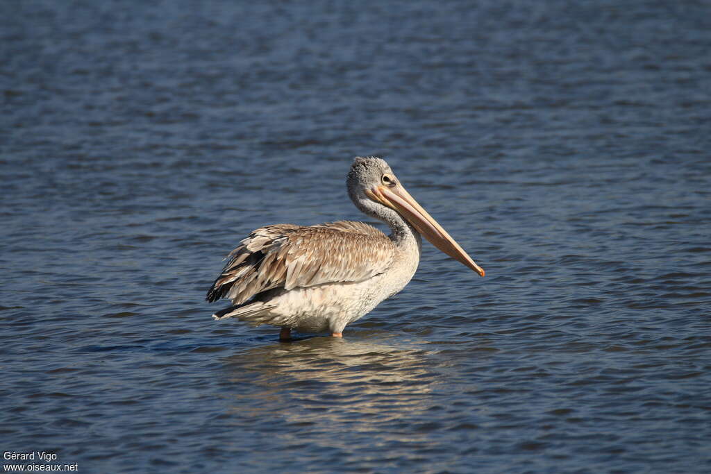 Pink-backed PelicanFirst year, identification