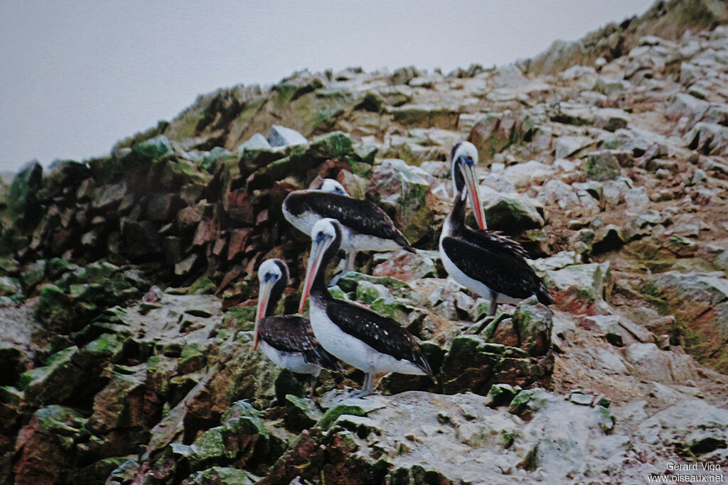 Peruvian Pelicanadult