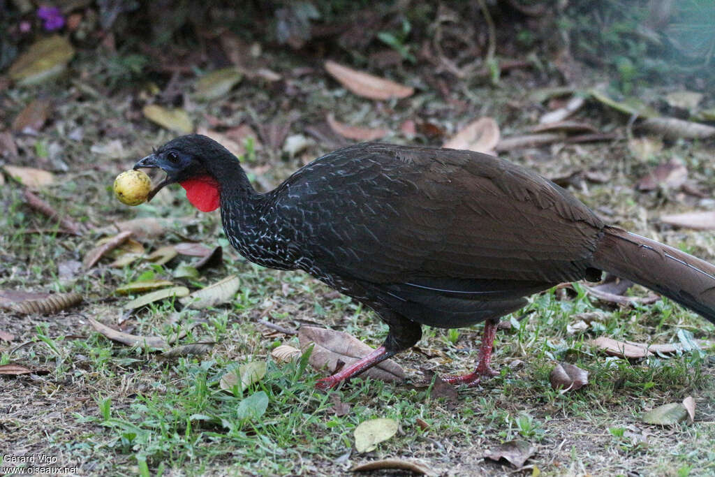 Pénélope du Cauca