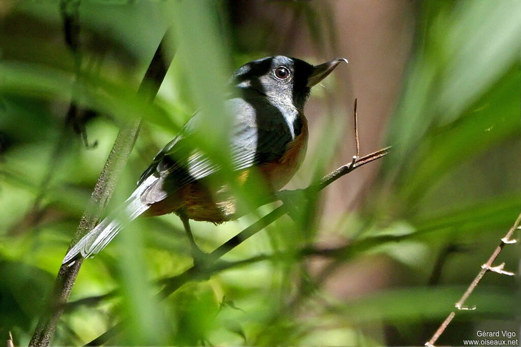 Percefleur cannelleadulte