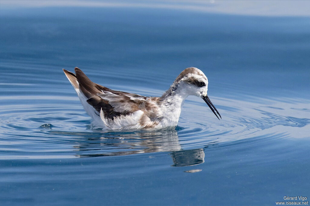 Phalarope à bec étroitadulte internuptial