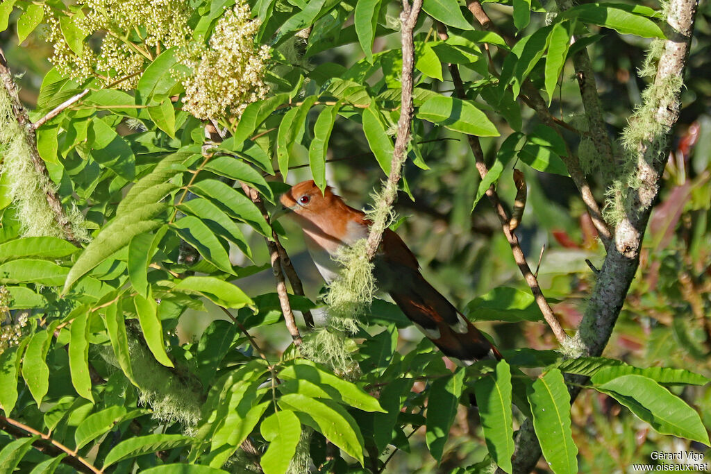 Piaye écureuiladulte