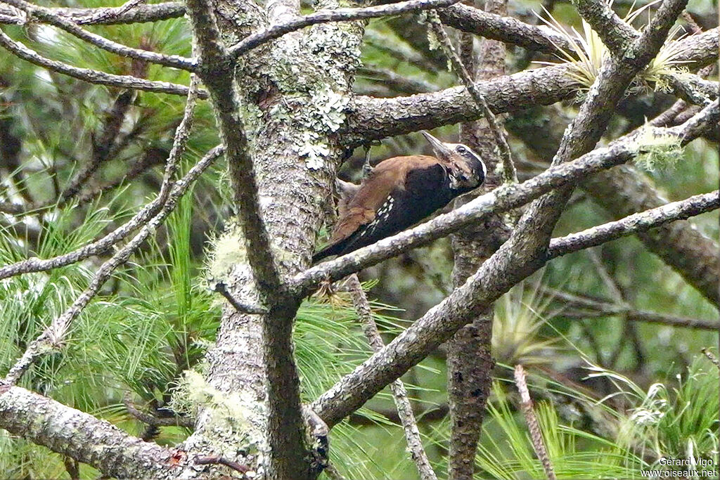 Pic chevelu femelle adulte