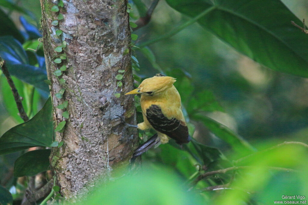 Cream-colored Woodpecker female adult