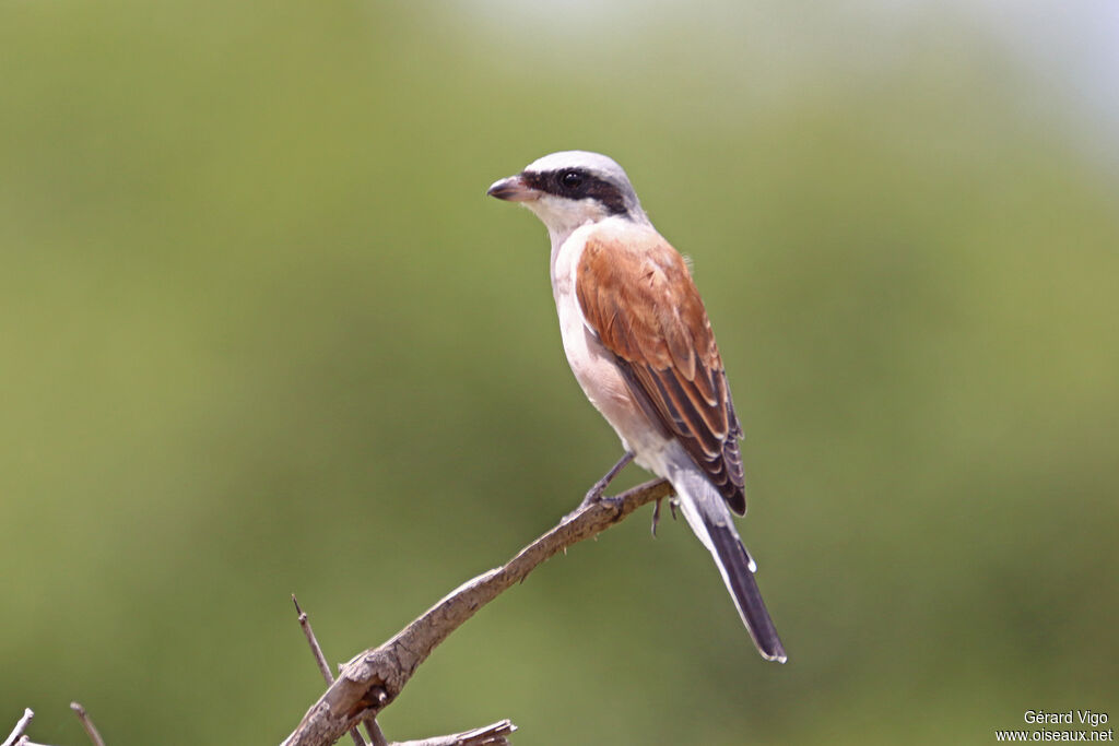 Pie-grièche écorcheur