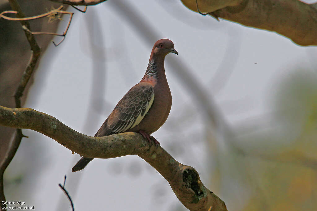 Picazuro Pigeonadult, identification