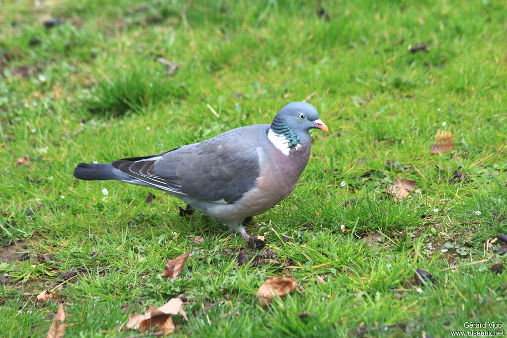 Common Wood Pigeonadult