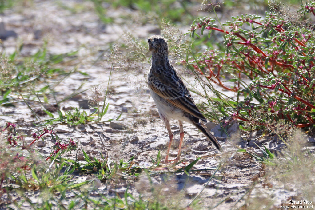 Pipit africainadulte