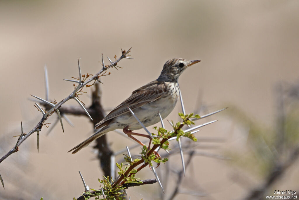 Pipit africain