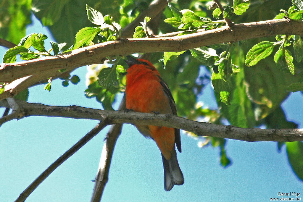 Flame-colored Tanager
