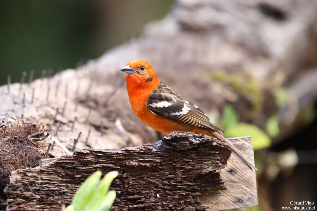 Flame-colored Tanager