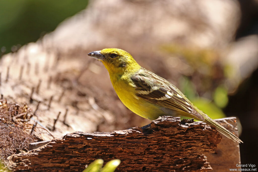 Flame-colored Tanager