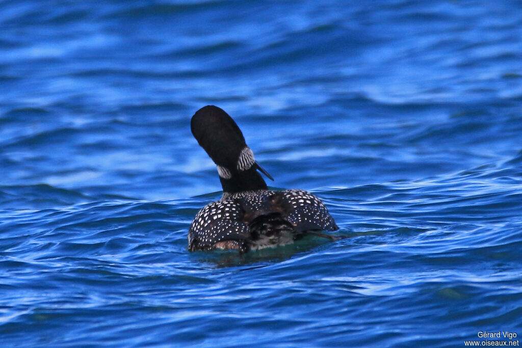 Plongeon imbrinadulte