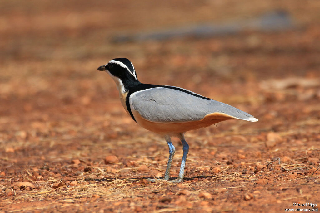 Pluvian fluviatileadulte