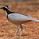 Pluvian fluviatile