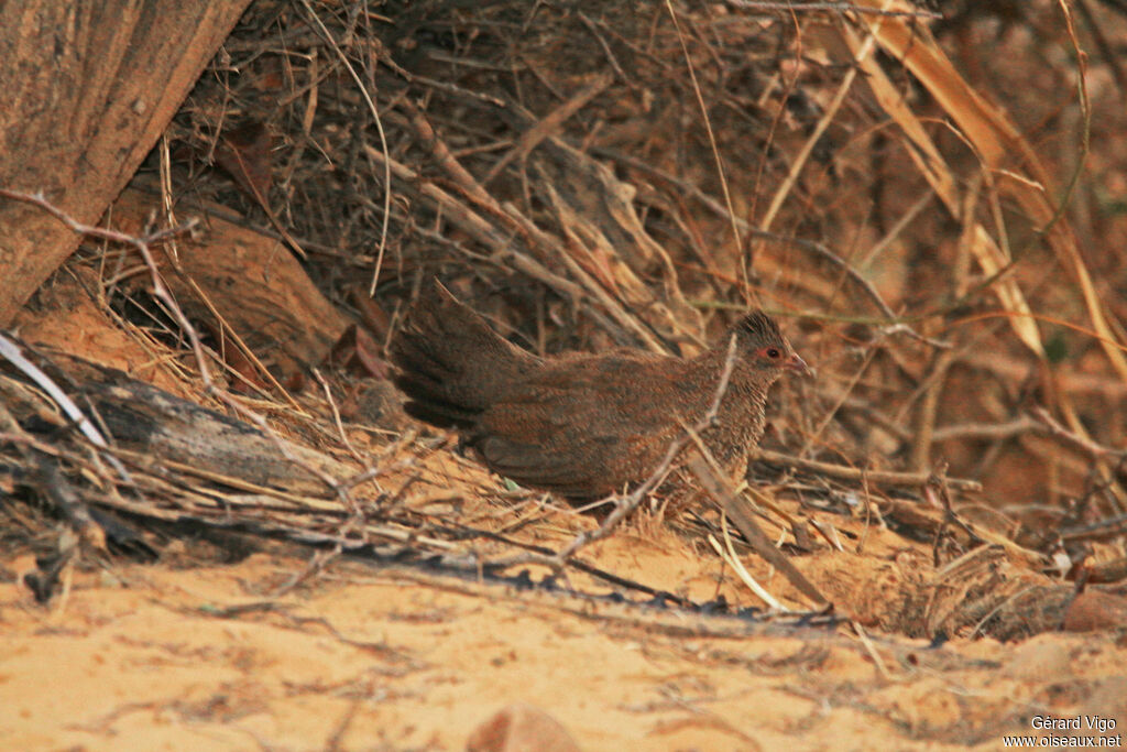 Poulette de rocheadulte