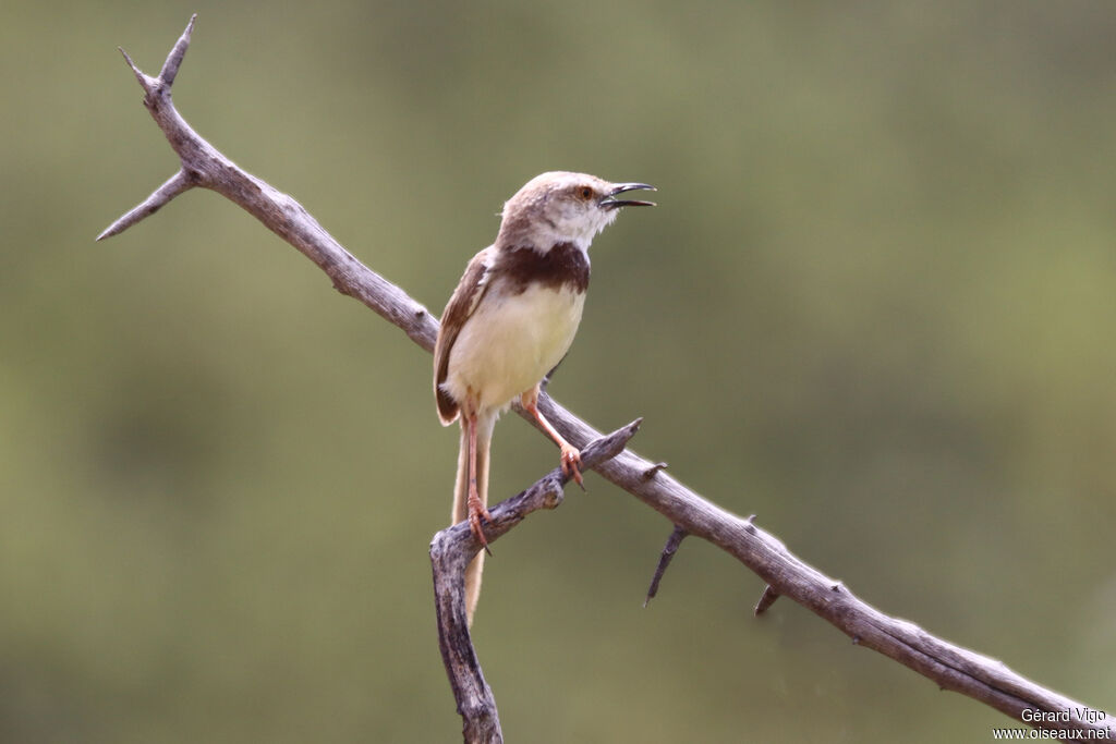 Prinia à plastronadulte