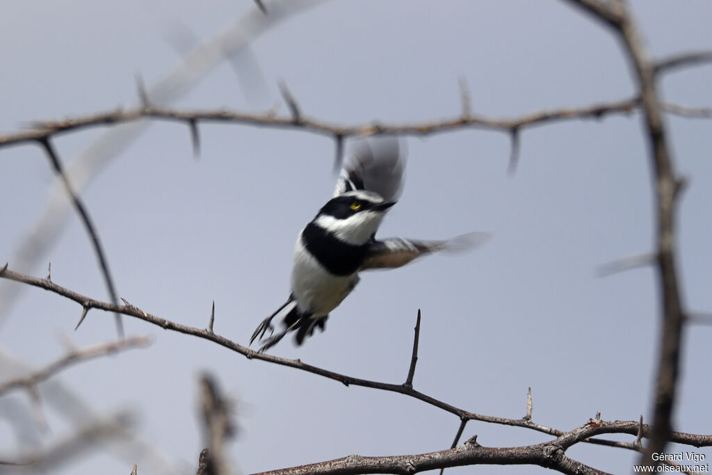 Pririt de Vieillot mâle adulte, Vol