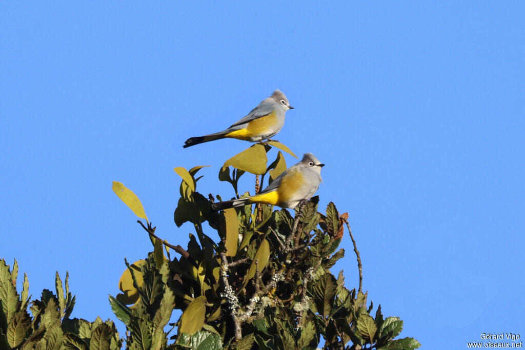 Ptilogon cendréadulte