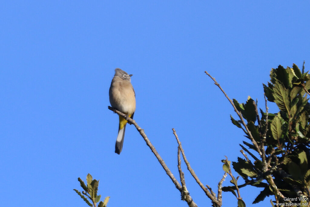 Ptilogon cendréadulte