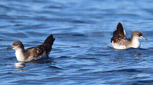 Puffin fouquet