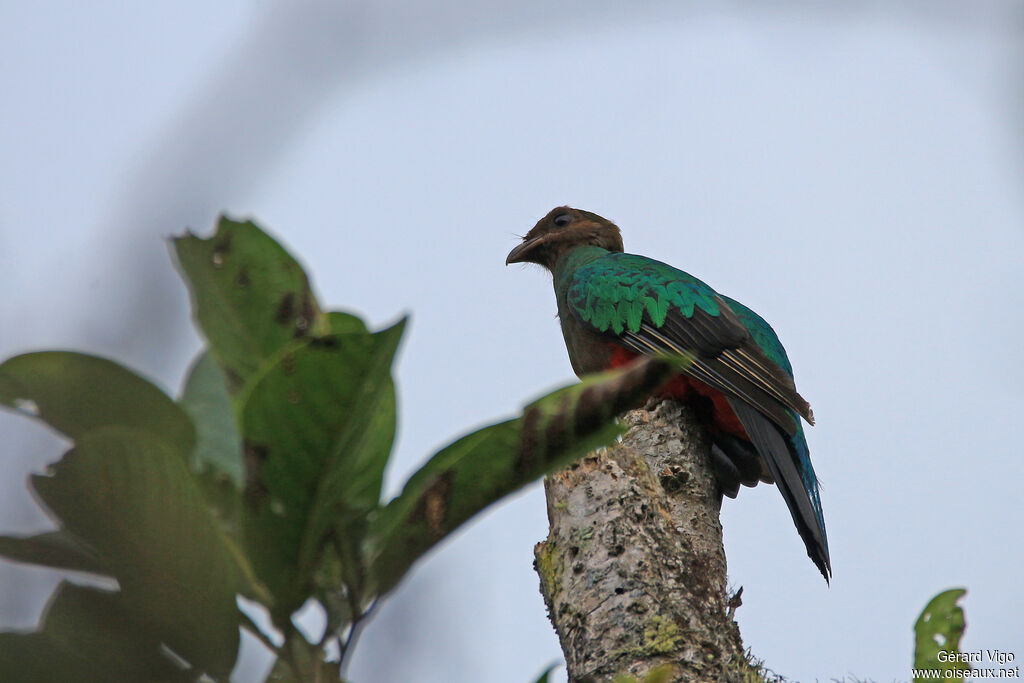 Golden-headed Quetzal female adult