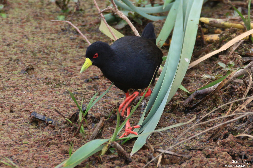 Black Crakeadult