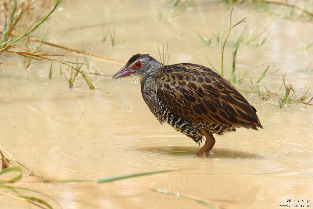 Râle des présadulte