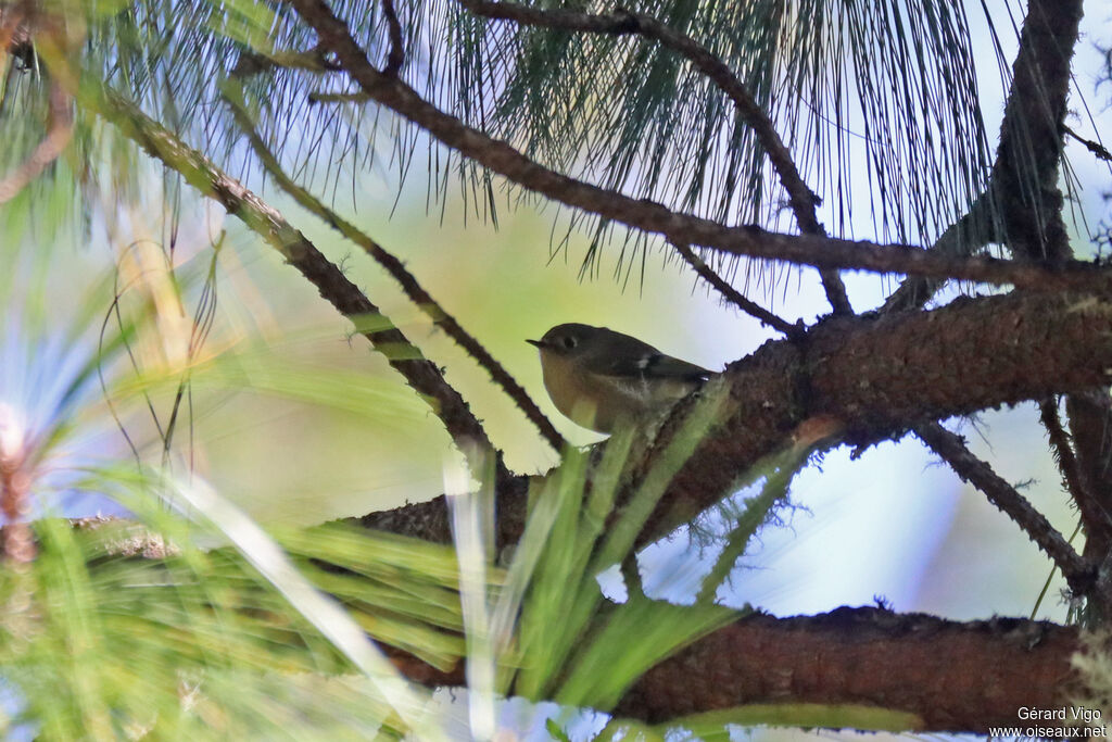 Roitelet à couronne rubisadulte