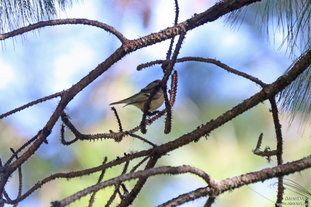 Roitelet à couronne rubisadulte