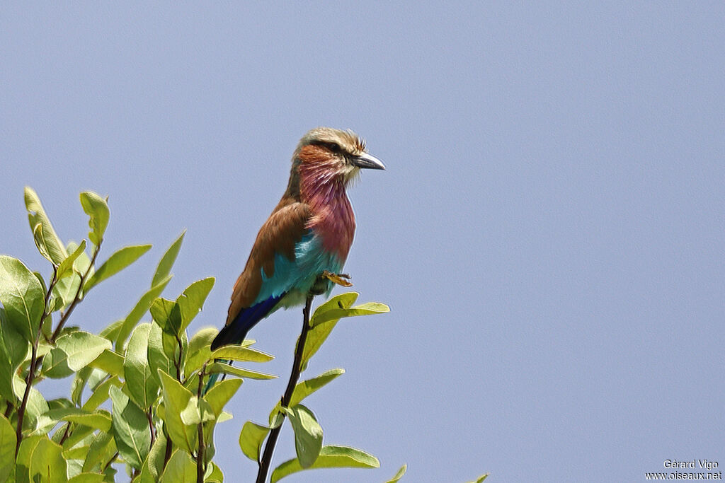 Rollier à longs brins