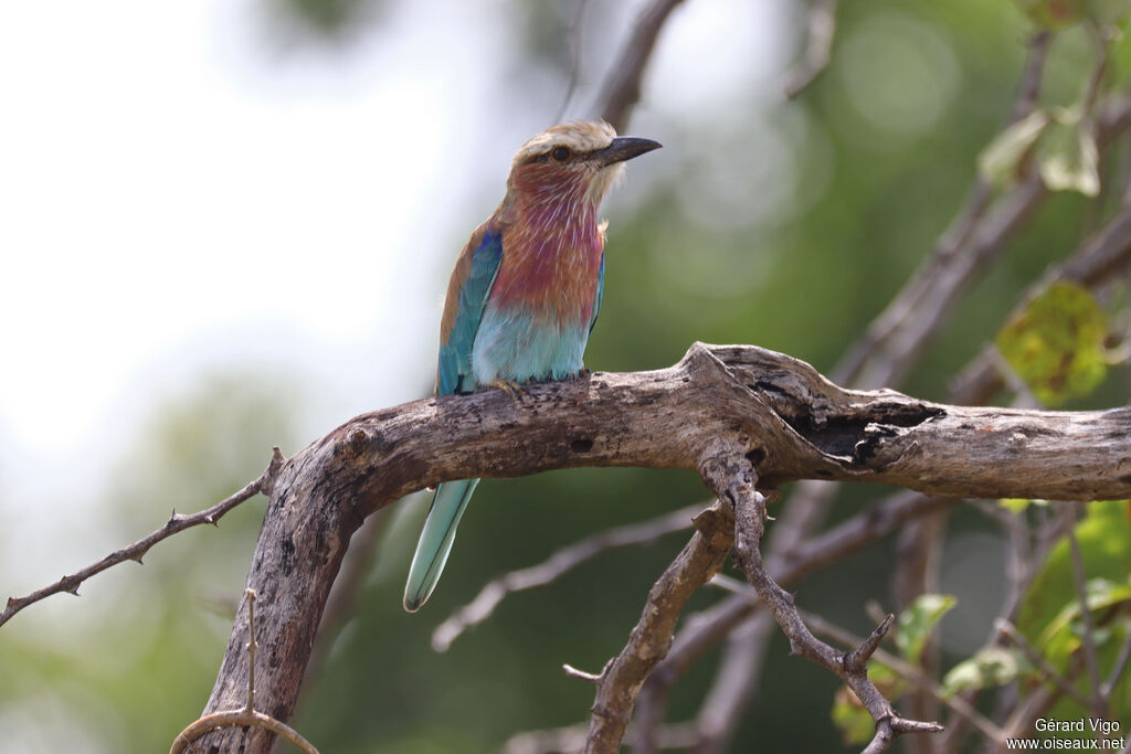 Rollier à longs brins