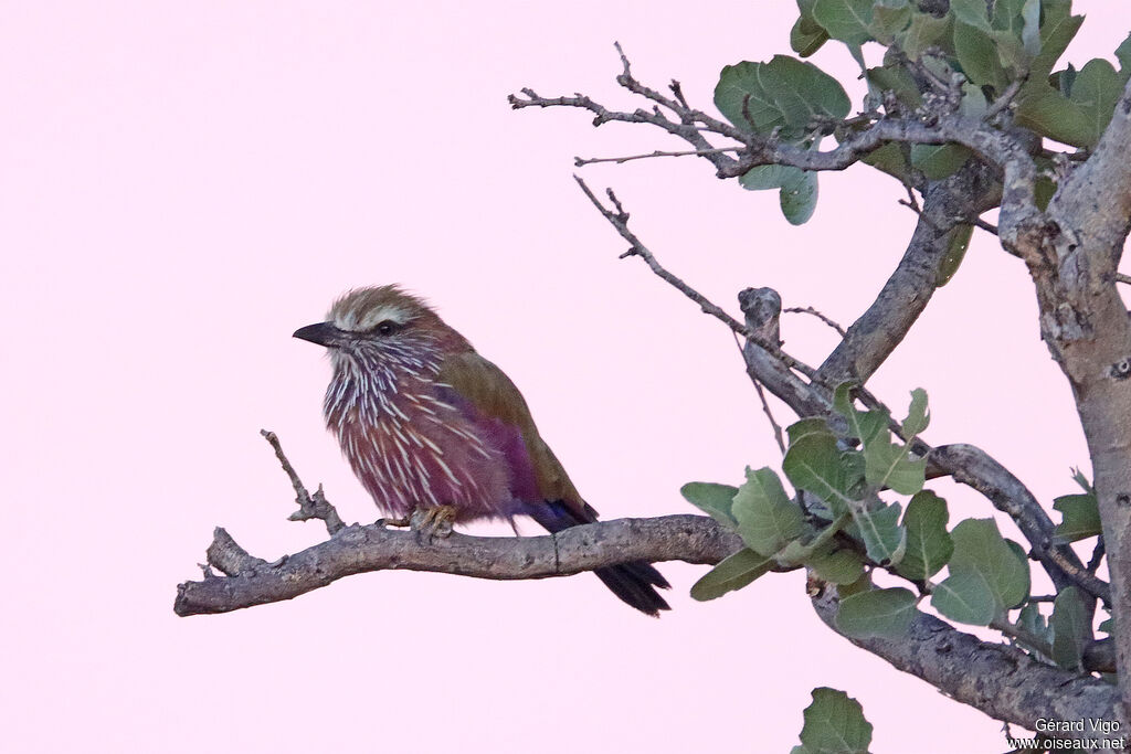 Rollier variéadulte